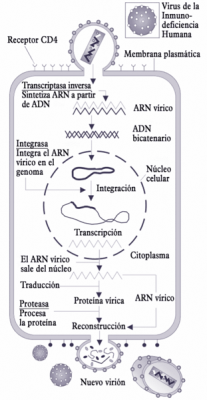 &iquest;Cu&aacute;les son los esfuerzos internacionales por encontrar una vacuna contra el VIH?