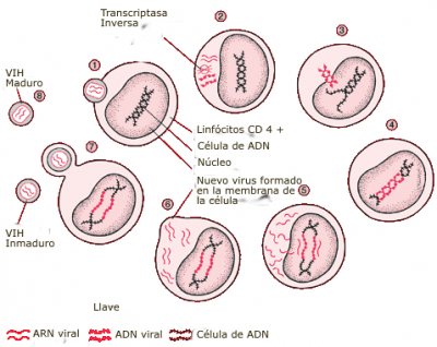 &iquest;Cu&aacute;l es la principal v&iacute;a de contagio del VIH en Espa&ntilde;a?